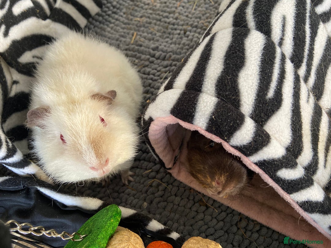 Guinea Pig rodents for sale: 2 female Guinea pigs - Image 3