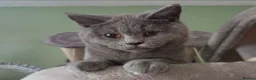 British Shorthair cats for sale: *1 Beautiful GCCF Reg'd Male, DNA Tested parents* - Advert 2