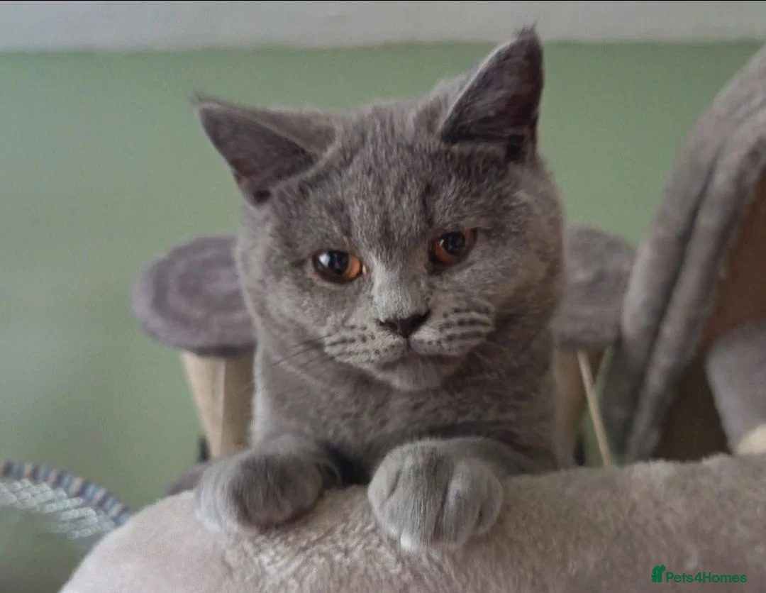 British Shorthair cats for sale: *1 Beautiful GCCF Reg'd Male, DNA Tested parents* - Advert 2