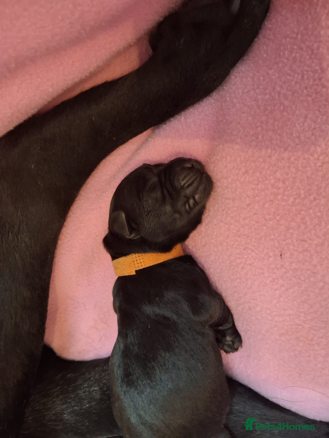 Labrador Retriever dogs for sale: Black labrador puppies - Advert 12