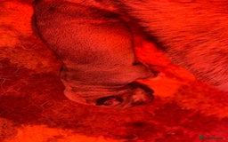 Mastiff dogs for sale: Registered Spanish mastiff puppies  - Image 4