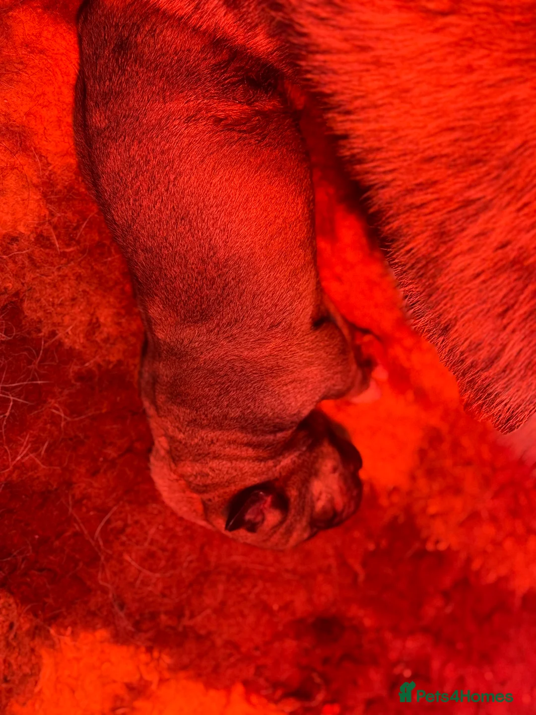 Mastiff dogs for sale: Registered Spanish mastiff puppies  - Advert 5