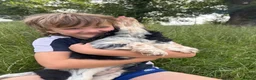 Cocker Spaniel dogs for sale: Extensively Health tested Parents & UNIQUE colours - Advert 20