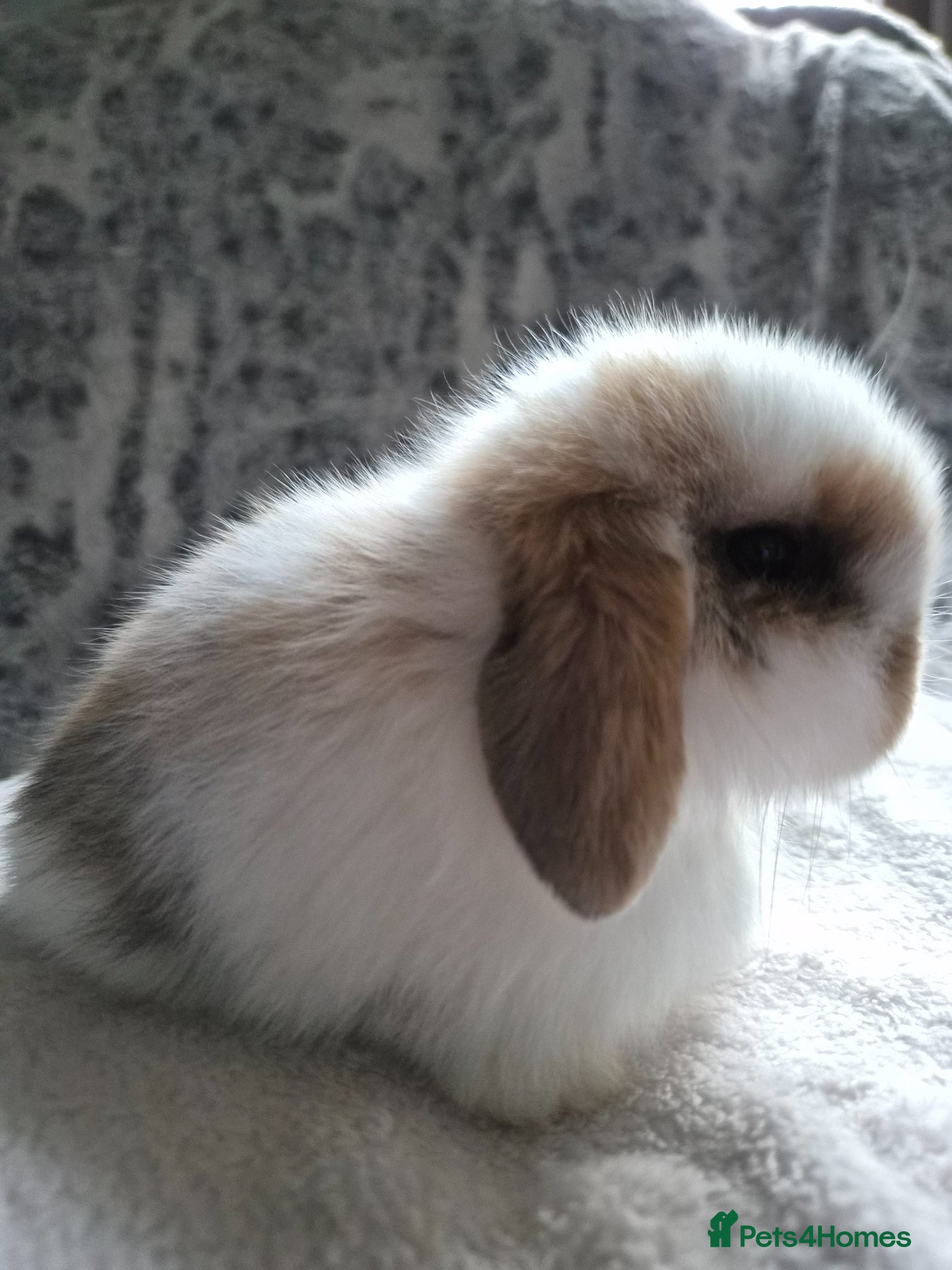 Mini Lop rabbits Baby Tri Girl  - Advert 1