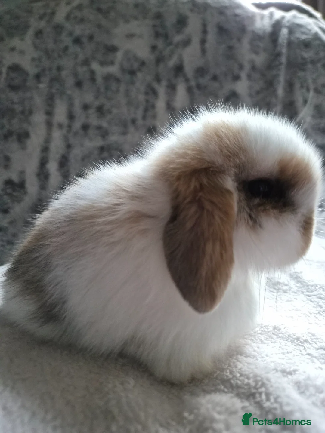 Mini Lop rabbits for sale: Baby Tri Girl  - Advert 1