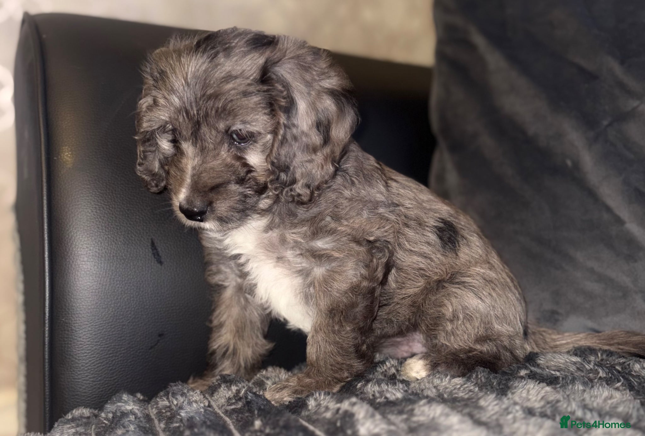 Cockapoo dogs Beautiful cockapoo F1 puppies  - Advert 6