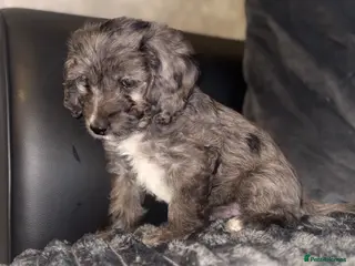 Cockapoo dogs Beautiful cockapoo F1 puppies - Advert 6