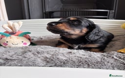 Miniature Dachshund dogs for sale: 🌿🌸🌳KC LONGHAIR MINI DACHSHUND PUPS🌳🌸🌿 - Image 13
