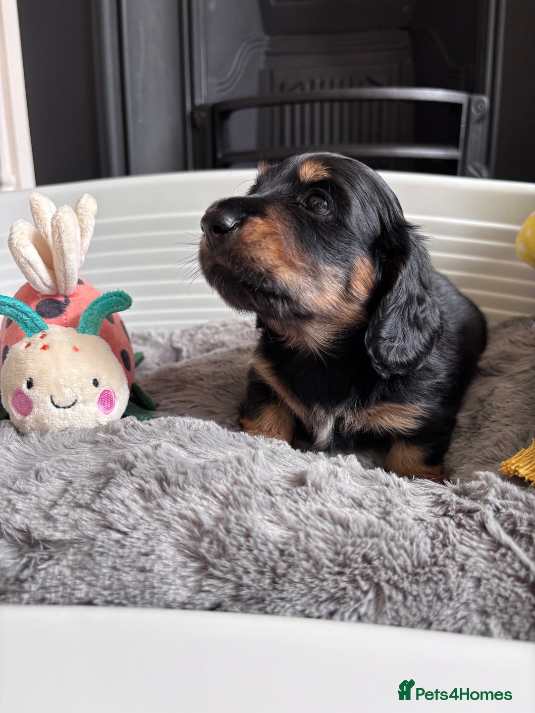 Miniature Dachshund dogs for sale: 🌿🌸🌳KC LONGHAIR MINI DACHSHUND PUPS🌳🌸🌿 - Image 13