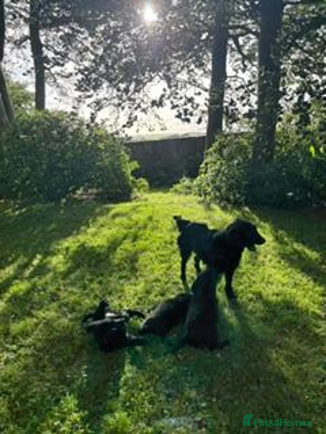 Flat coated Retriever dogs for sale: Dual Purpose Flatcoated retriever Puppies in Lockerbie - Advert 5