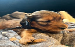 Miniature Dachshund dogs for sale: Family owned miniature longhaired dachshunds - Image 7