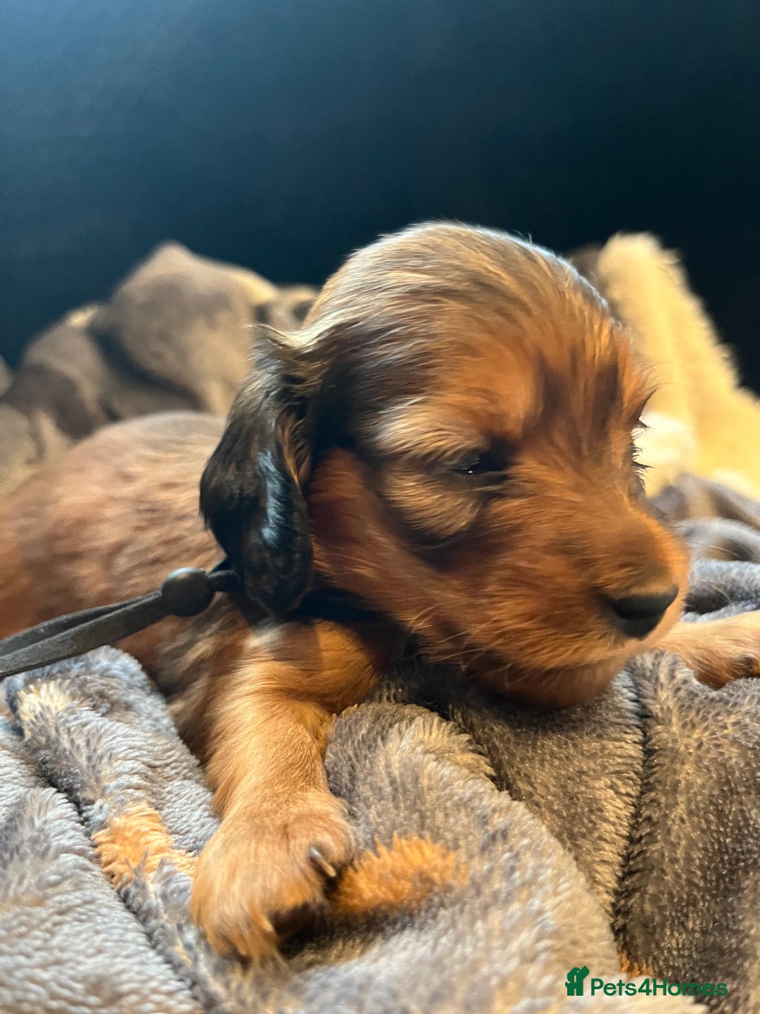 Miniature Dachshund dogs for sale: Family owned miniature longhaired dachshunds - Image 7
