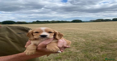 Cocker Spaniel dogs - Advert 13