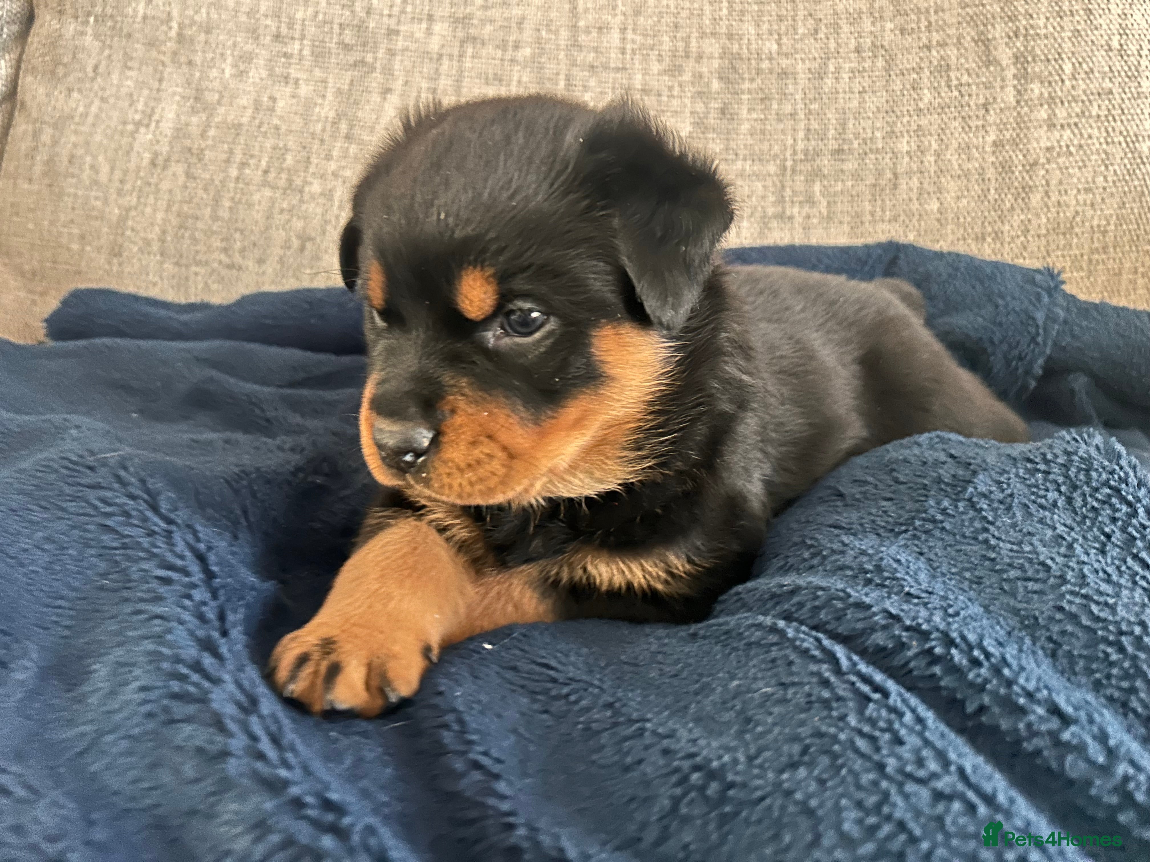 Rottweiler Puppy 2