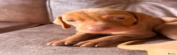 Hungarian Vizsla dogs for sale: Hungarian viszla puppies  - Advert 20
