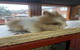 Lionhead rabbits for sale: Baby Lionhead Male Looking For New Home - Image 18