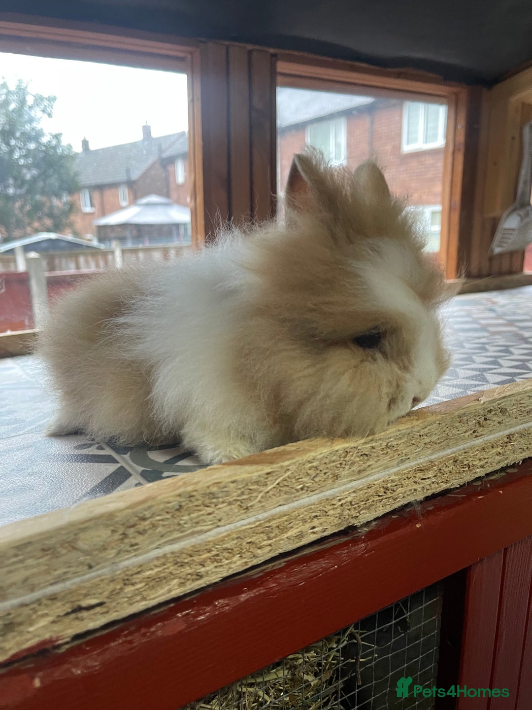 Lionhead rabbits for sale: Baby Lionhead Male Looking For New Home - Image 18