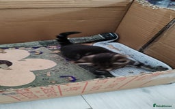 Mixed Breed cats for sale: Ch417dp  - Image 17