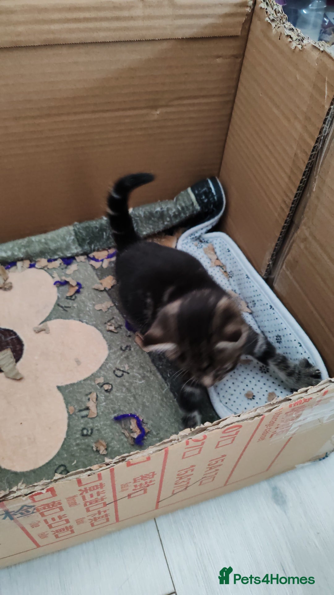 Mixed Breed cats for sale: Ch417dp  - Image 17