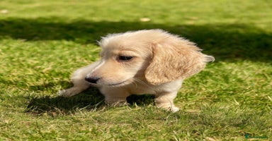 Dachshund dogs - Advert 3
