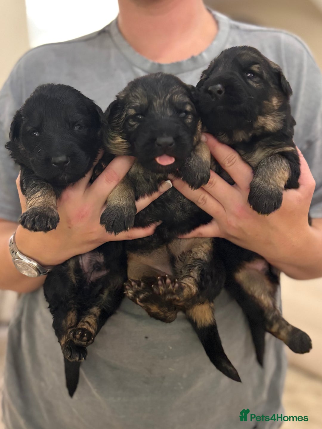 German Shepherd dogs for sale: Family reared GSD pups.  - Advert 14