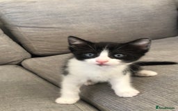 Mixed Breed cats for sale: Kittens  - Image 1