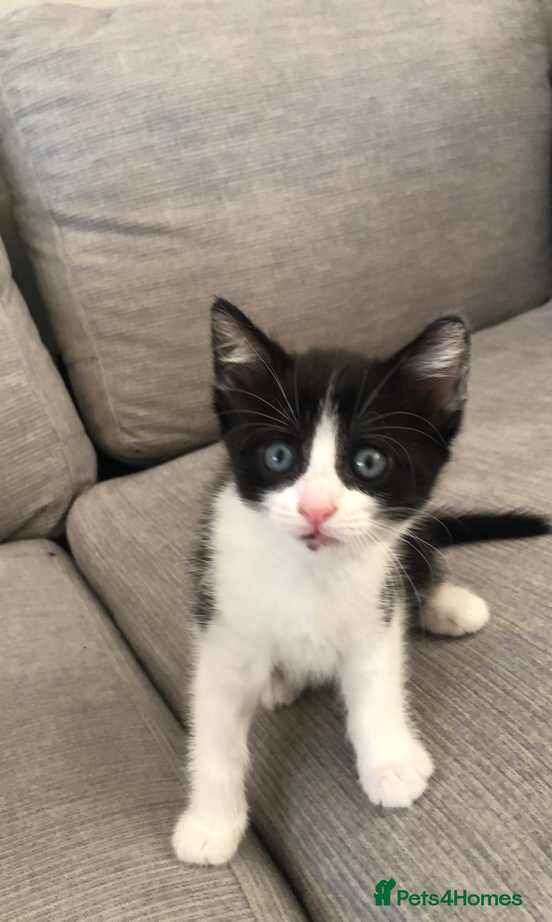 Mixed Breed cats for sale: Kittens  - Image 1