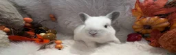 Rex rabbits for sale: Rex x Netherland dwarf  - Advert 30