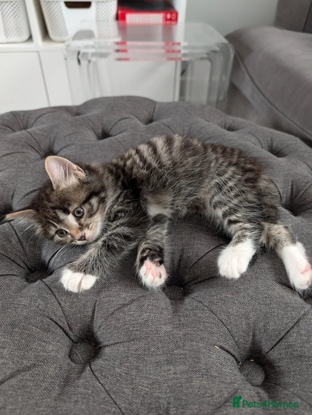 Mixed Breed cats for sale: Beautiful Cross Bengal Kittens  in Chessington - Advert 7
