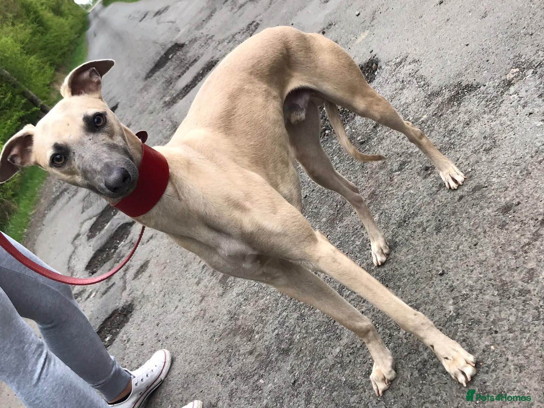 Mixed Breed dogs for sale: Lurcher puppies for sale - Image 11