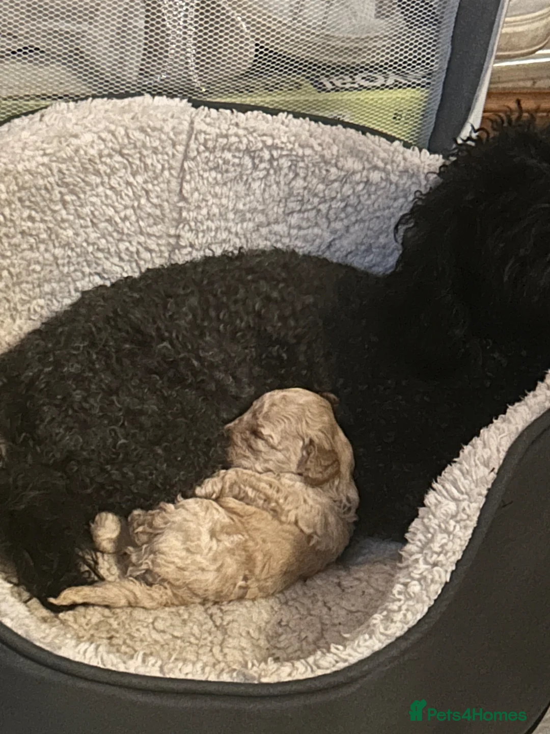 Toy Poodle dogs for sale: Toy poodle puppies  - Advert 2