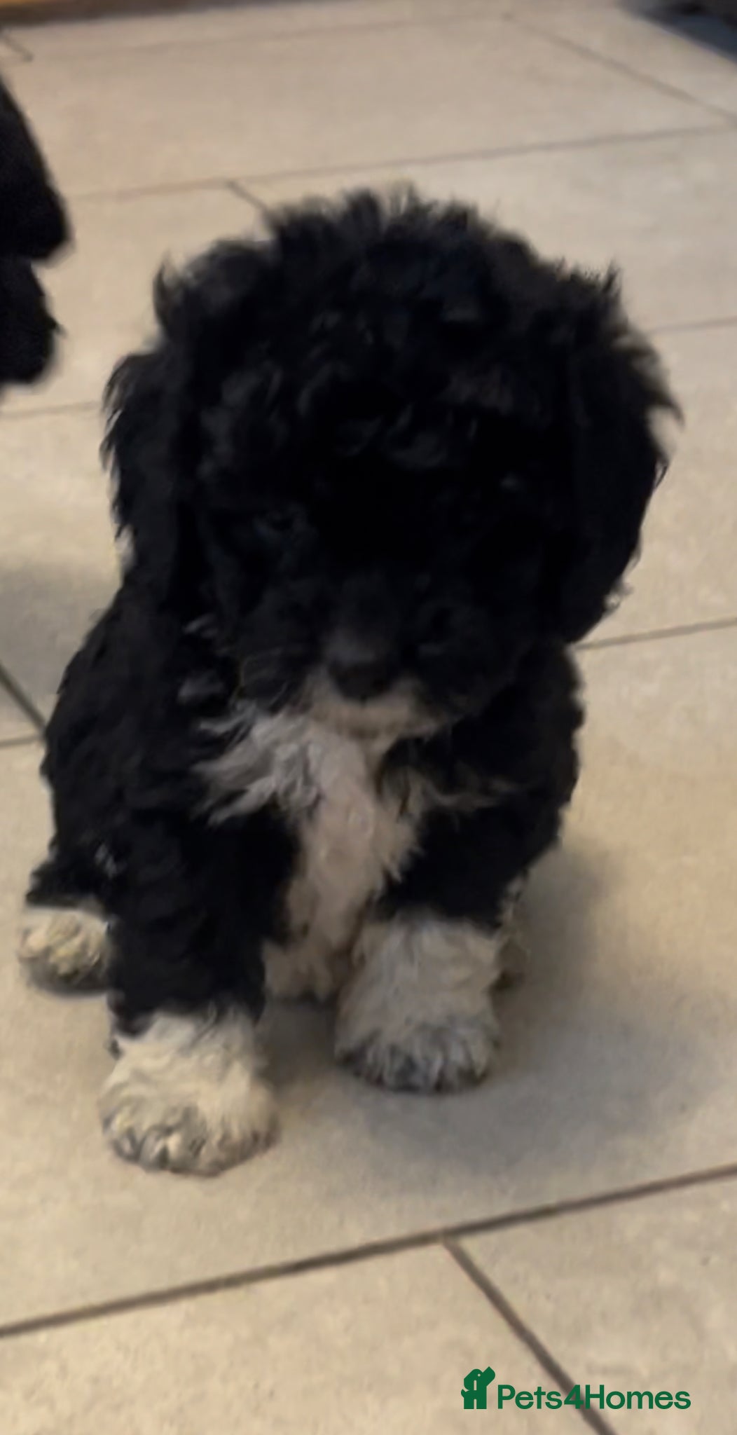 Cavapoo dogs Beautiful Cavapoo puppies  - Advert 18