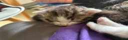 British Shorthair cats for sale: Five gorgeous soft kittens  - Advert 20
