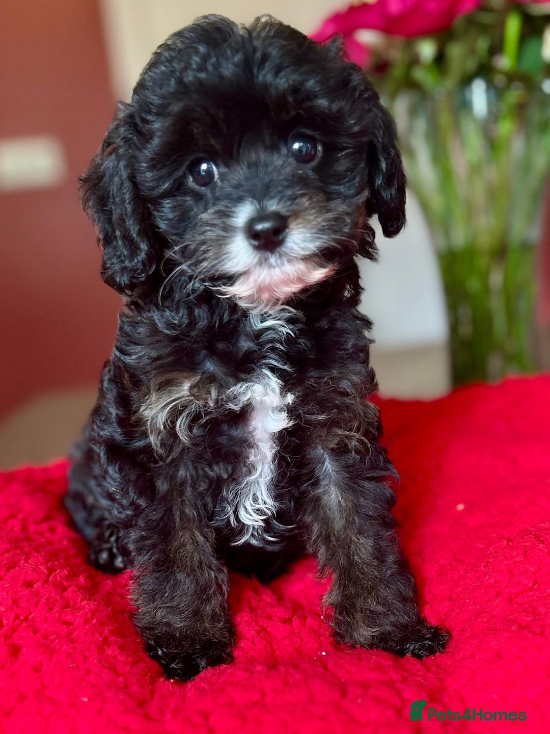 Cavapoo dogs for sale: Real Life Teddy Bears, Cavapoo babies  - Image 2