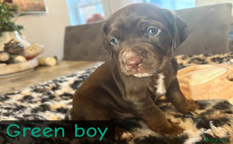 Mixed Breed dogs - Advert 1