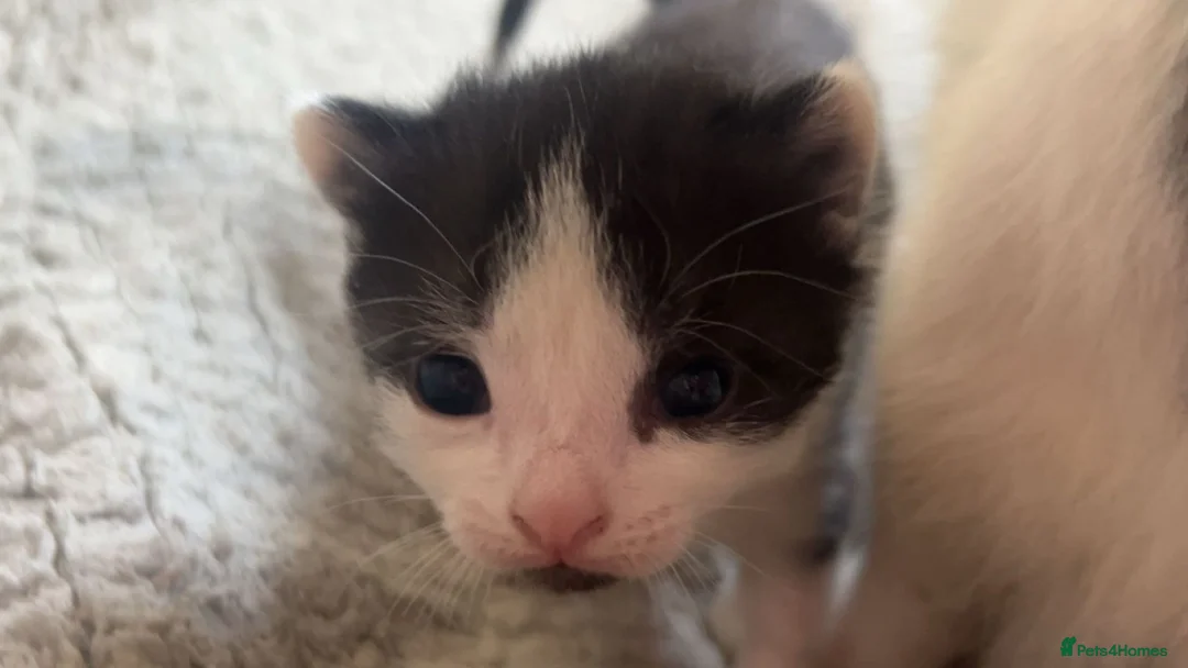 Mixed Breed cats for sale: KITTENS Females - Advert 2