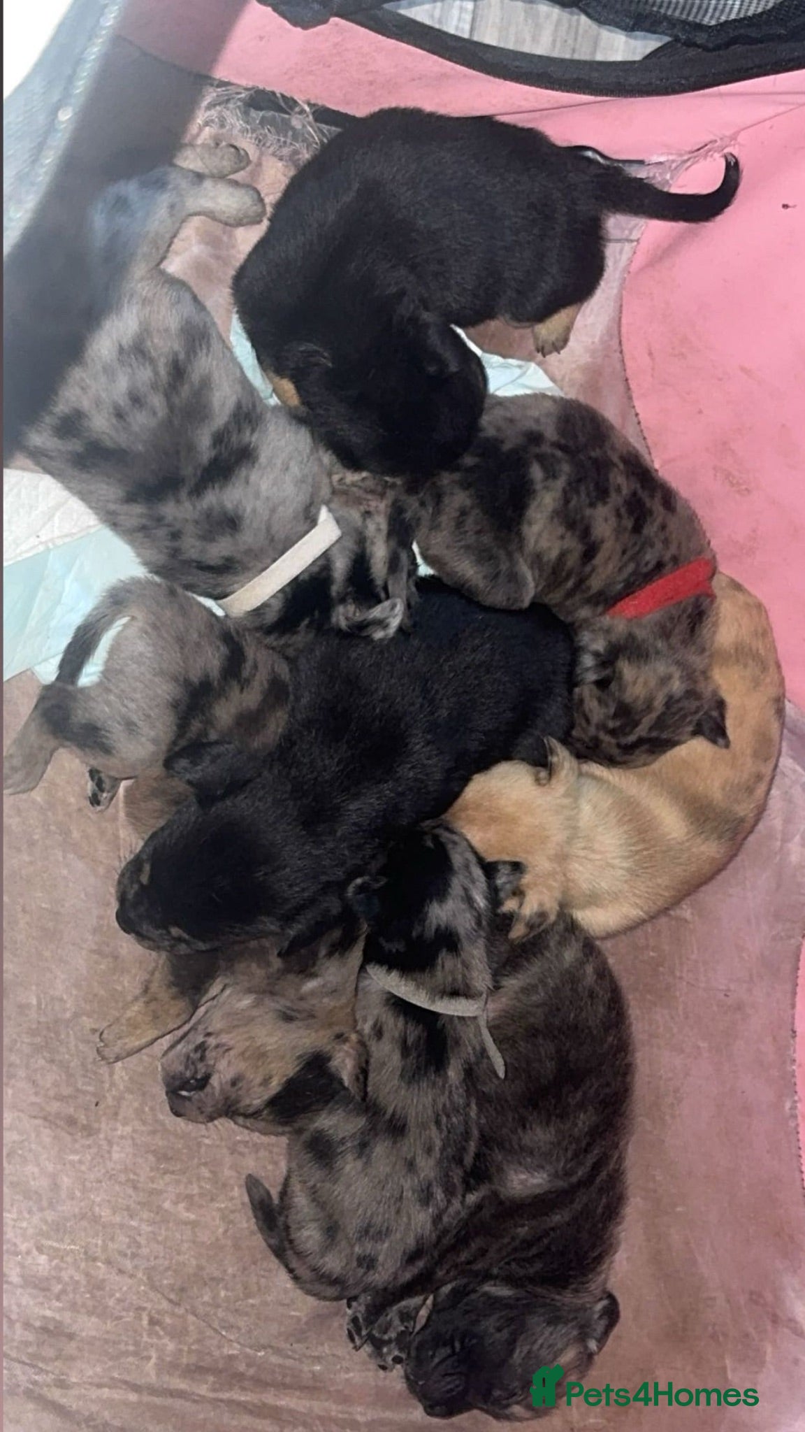 Mixed Breed dogs frenchie cross belgian malinois pups  - Advert 1