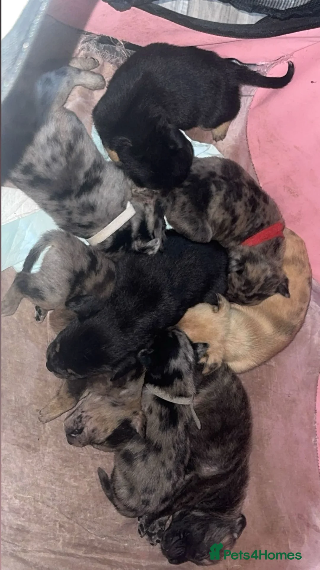 Mixed Breed dogs for sale: frenchie cross belgian malinois pups  - Advert 1