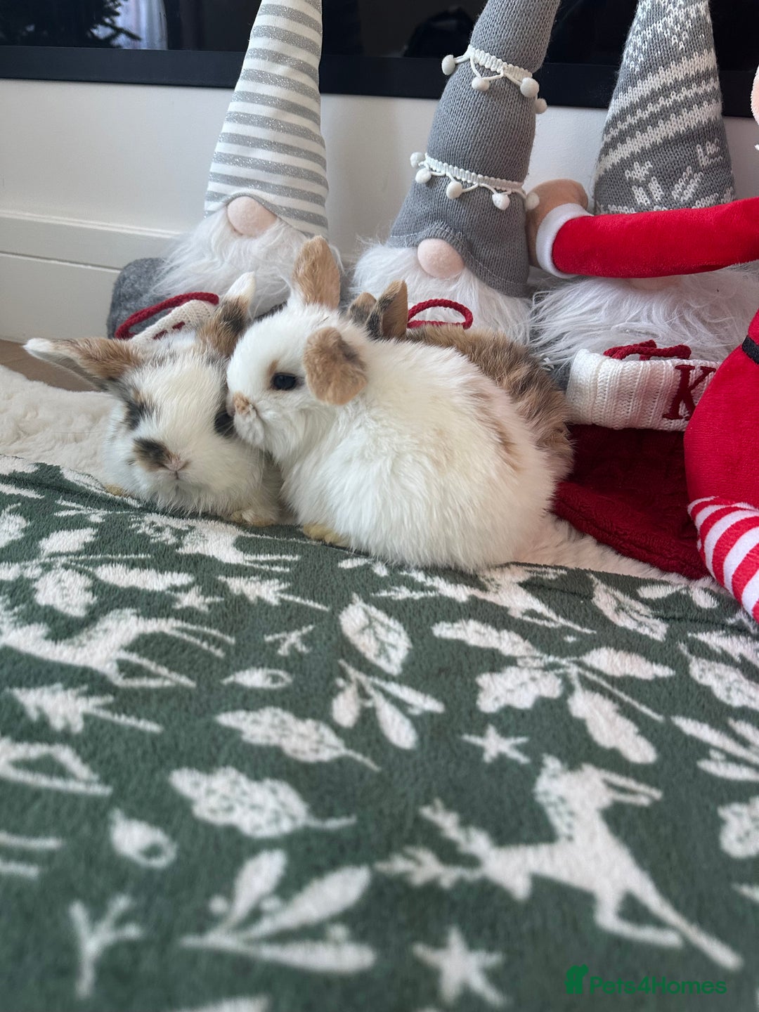 Mini Lop rabbits for sale: Baby bunnies  - Advert 14
