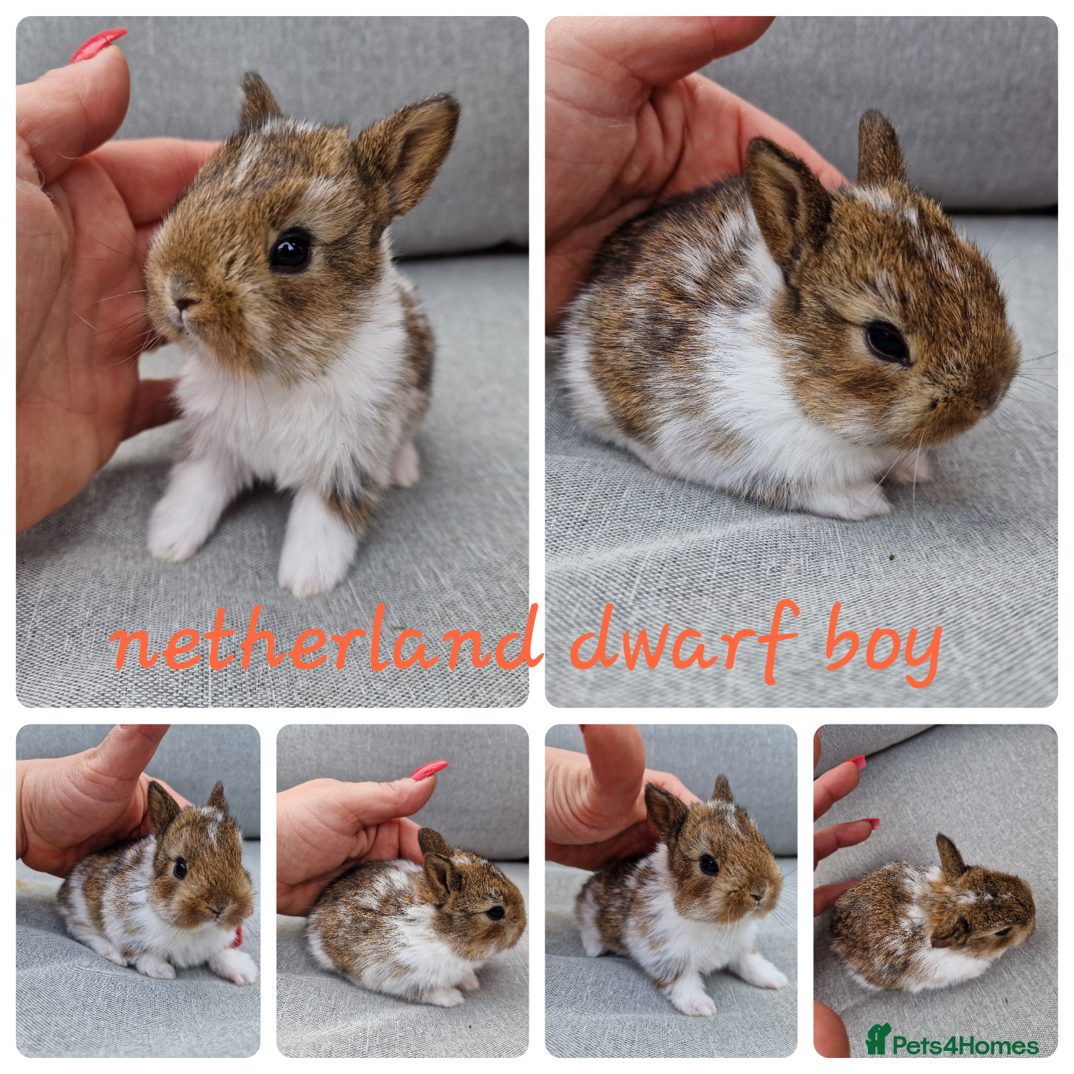 Netherland Dwarf rabbits Netherland dwarf babies available for reserve  - Advert 10