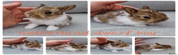 Netherland Dwarf rabbits for sale: Netherland dwarf babies available for reserve  - Advert 2