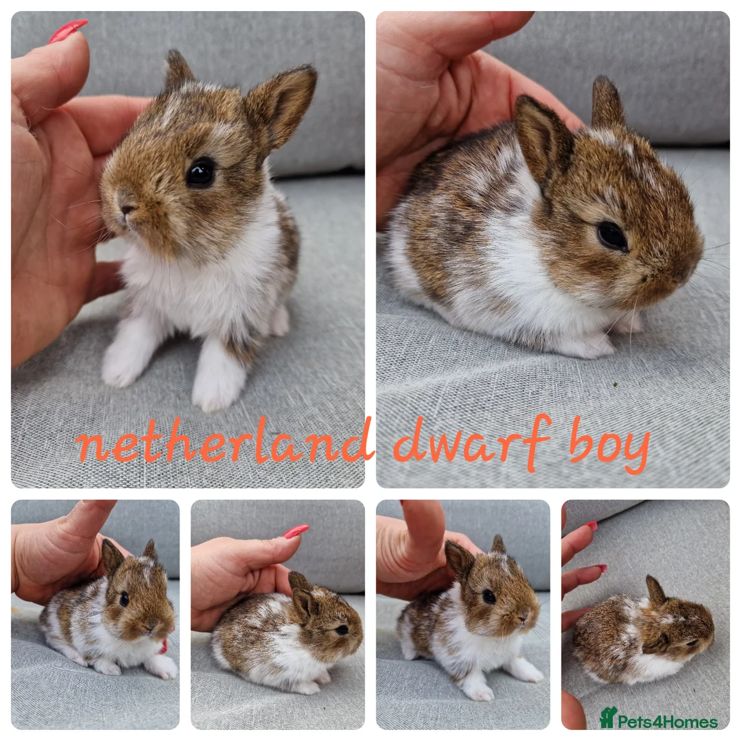 Netherland Dwarf rabbits for sale: Netherland dwarf babies available for reserve  - Advert 2