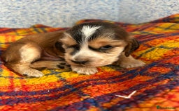 Cocker Spaniel dogs for sale: Beautiful cocker spaniel Boys  - Image 3