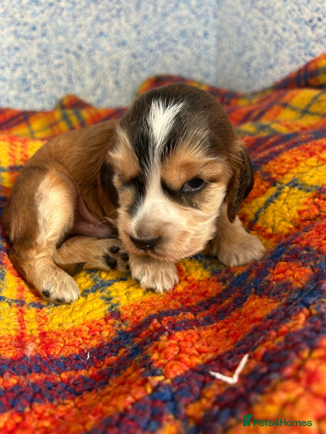 Cocker Spaniel dogs for sale: Beautiful cocker spaniel Boys  - Image 3