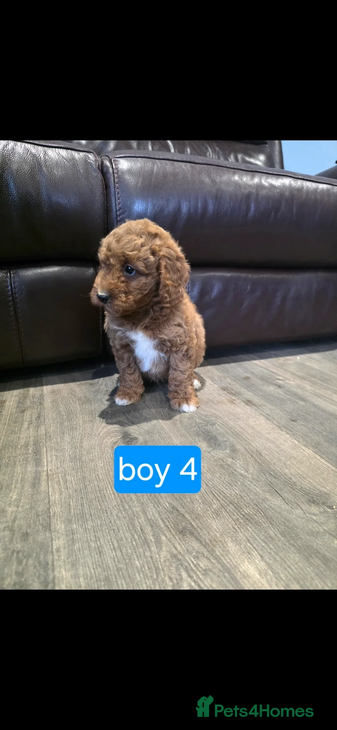Cockapoo dogs for sale: Adorable Cockapoo pups ready to go 🐾 - Advert 30
