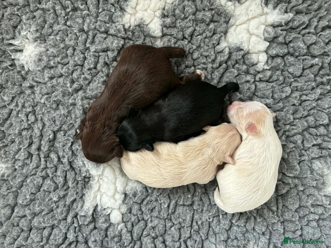 Miniature Schnauzer dogs for sale: 1 CHOC GIRL - KC TOY/MINI SCHNAUZER MAC/BVA CLEAR - Advert 10