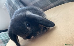 English Lop rabbits for sale: 3 beautiful holland lops   - Image 1