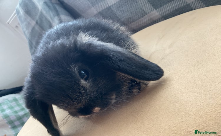 English Lop rabbits - Advert 1