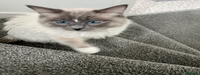 Ash 