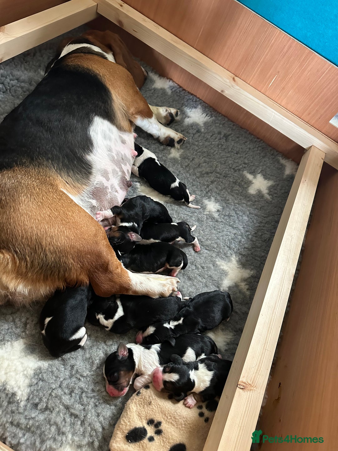 Basset Hound dogs for sale: Basset hound boys available - Image 2